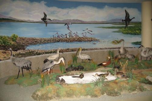 موزه تاریخ طبیعی اردبیل مرجع علمی فعالان محیط زیست است