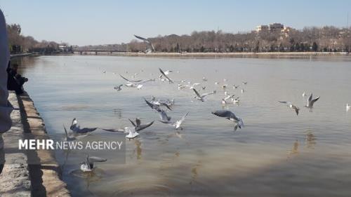 رهاسازی 19 پرنده شکاری در زیستگاه های طبیعی شرق تهران