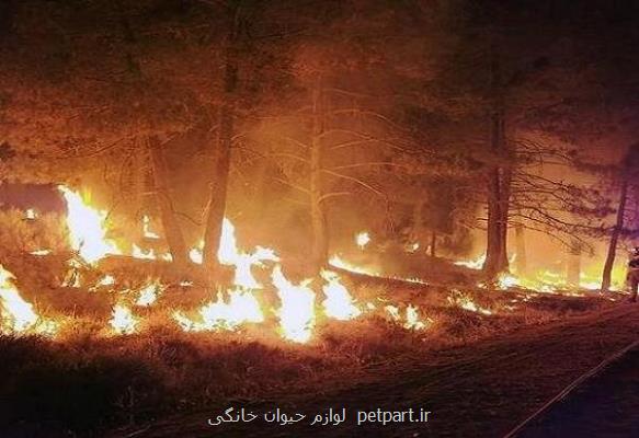 اطلس آتشسوزی جنگل های کشور باید تهیه شود