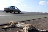 میزان مرگ و میر یوزپلنگ ایرانی در تصادفات جاده ای