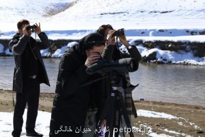 ۳۰ هزار پرنده آبزی و كنار آبزی در استان تهران سرشماری شد