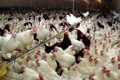 آنفلوآنزای پرندگان در زیستگاه های آذربایجان شرقی مشاهده نشده است