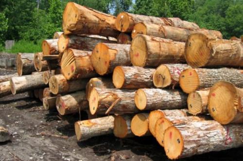 پتانسیل مصرف چوب در ایران 13 میلیون متر مكعب است