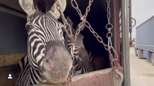 مرگ گورخر آفریقایی در باغ وحش صفادشت