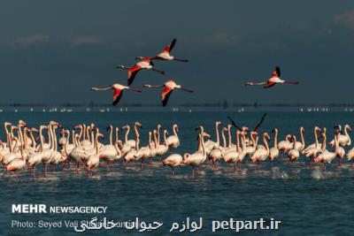 روند تلفات پرندگان مهاجر به وجهه بین المللی ایران ضربه می زند