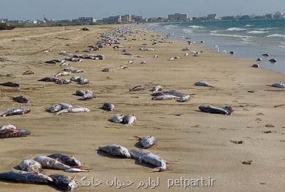علت مرگ گربه ماهیان در ساحل جاسك