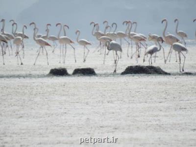 بخت سیاه بختگان