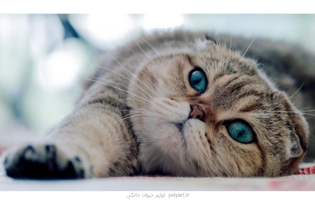 گربه اسكاتیش آنفولد