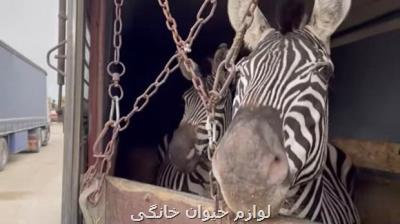 شكایت از صفادشت به سبب جریحه دار شدن اذهان عمومی و تلف شدن گورخر