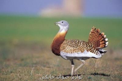 مشاركت كشاورزان بوكانی در حفاظت از میش مرغ