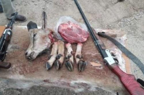 شکارچیان غیرمجاز در شرق استان تهران دستگیر شدند