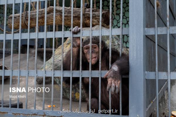 چه سرنوشتی در انتظار شامپانزه های باغ وحش ارم است؟