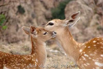 کاهش زاد و ولد حیات وحش خوزستان در خشکسالی سال جاری