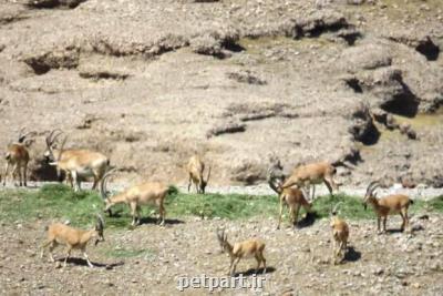 احیای نذر طبیعت برای یاری محیط زیست اندیمشک انجام می شود