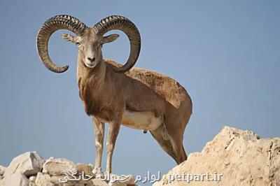 ردپای شکارچی تا دامنه سفیدکوه