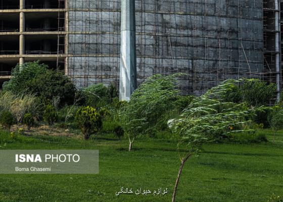 وزش باد شدید در بخش هایی از تهران