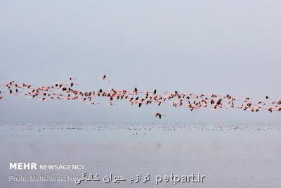 دورهمی پرندگان مهاجر در میانکاله