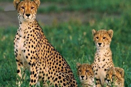 افزایش نگرانی برای انقراض یوز ایرانی