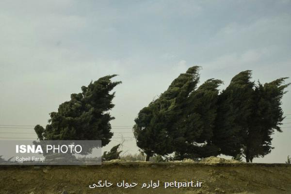 وزش باد شدید در ۹ استان