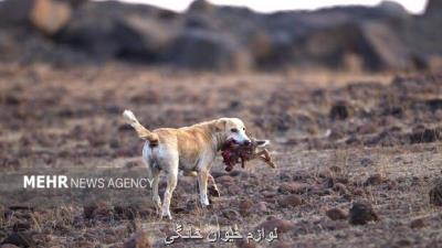 غذادادن به حیوانات اهلی و وحشی صدمه جبران ناپذیری برای طبیعت دارد