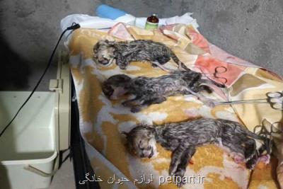 یکی از توله یوزپلنگ های توران شاهرود تلف شد