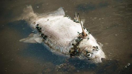 بررسی علت تلف شدن هزاران ماهی در اروپا