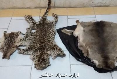 دستگیری شکارچی بدون مجوز پلنگ ایرانی