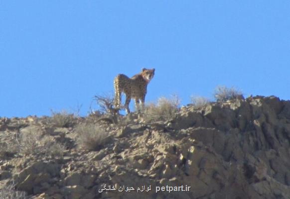 مشاهده یک یوز ماده با چهار توله تازه اش