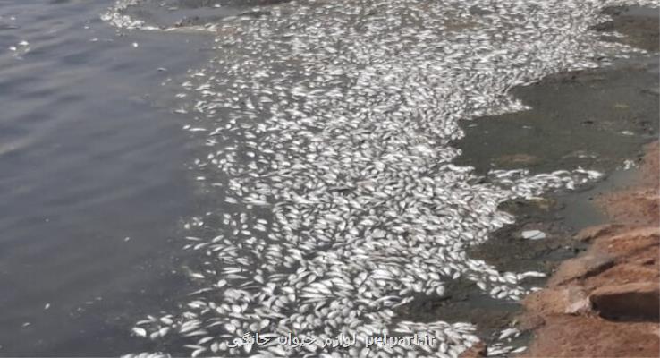 احتمال تاثیر پساب پتروشیمی ها بر مرگ و میر گسترده ماهیان ماهشهر بسیار کم است