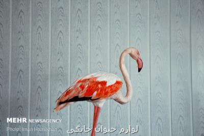 تحویل فلامینگو مصدوم به محیط زیست