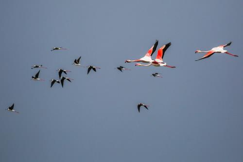 فصل مهاجرت پرندگان و سه چالش زیست محیطی
