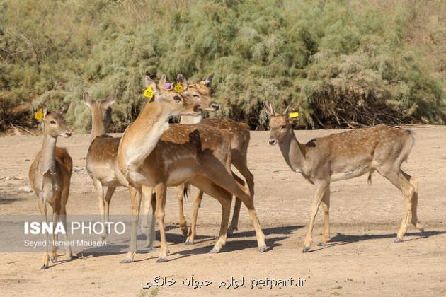 ۵ رأس گوزن زرد ایرانی در پارک ملی دز رهاسازی شدند