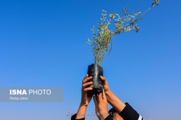 تصمیم هلال احمر برای کاشت 100 هزار درخت به مناسبت 100 سالگی این جمعیت