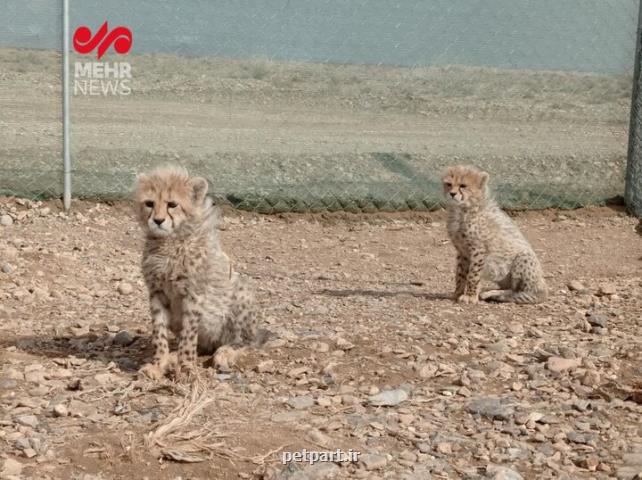 وضعیت جسمانی توران و آذر چگونه است؟ به همراه فیلم