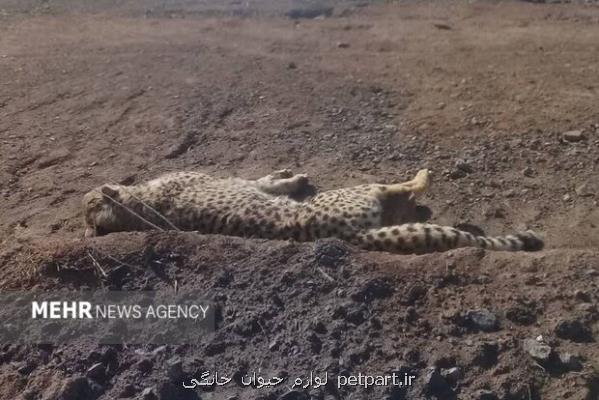 محیط زیست برای محافظت از یوزهای توران برنامه جامع و عملی بدهد