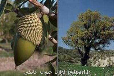 قاتل فانتزی زاگرس