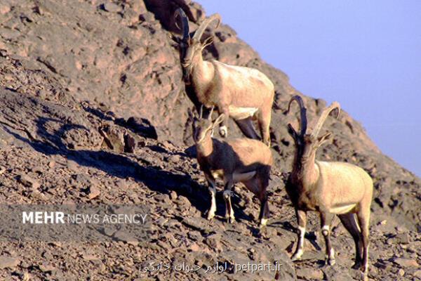 حفاظت پارک ملی قمیشلو هوشمند می شود