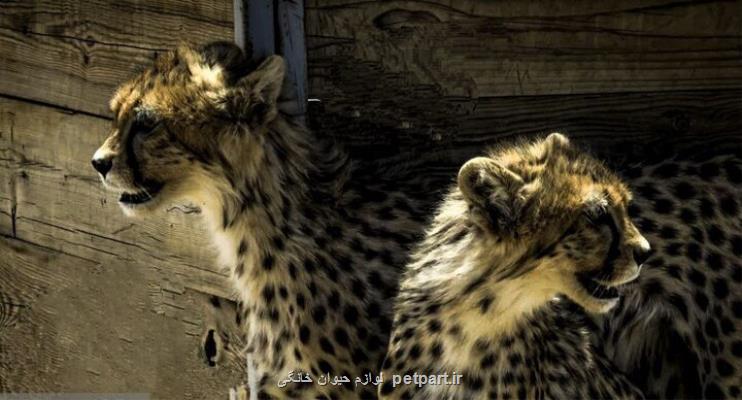 خبرهای جدید از توران و آذر دو توله یوز ماده آسیایی