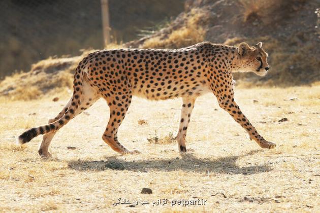 مشاهده یوزپلنگ لطمه دیده در توران