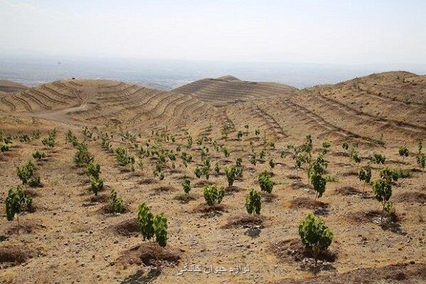 بروکراسی اداری دراصفهان مانع اجرای طرح ملی کاشت یک میلیارددرخت شد