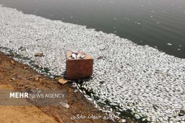 علت مرگ ماهی ها در منطقه حفاظت شده دز تشریح شد