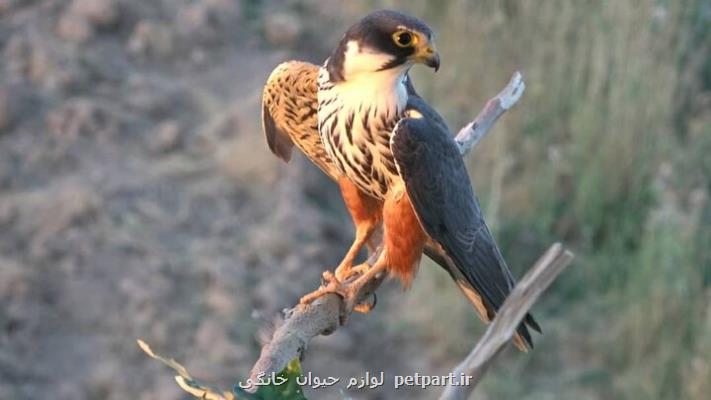 مستندی درباره ی یک پرنده در حال انقراض کم آبی ایران بلای جان شاهین لیل شد