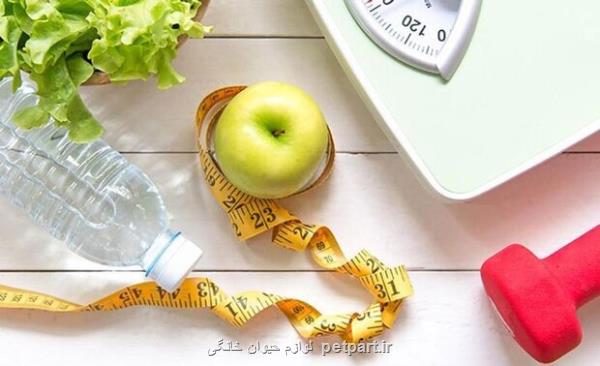 غذاهایی که شما را لاغر می کنند