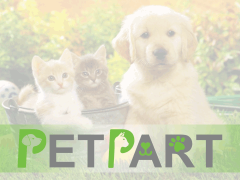 عملیاتی بی تلفات رهاسازی جبیرهای کویر در مجموعه حفاظتی توران شاهرود