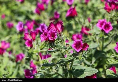 گلی با خواص درمانی بی نظیر