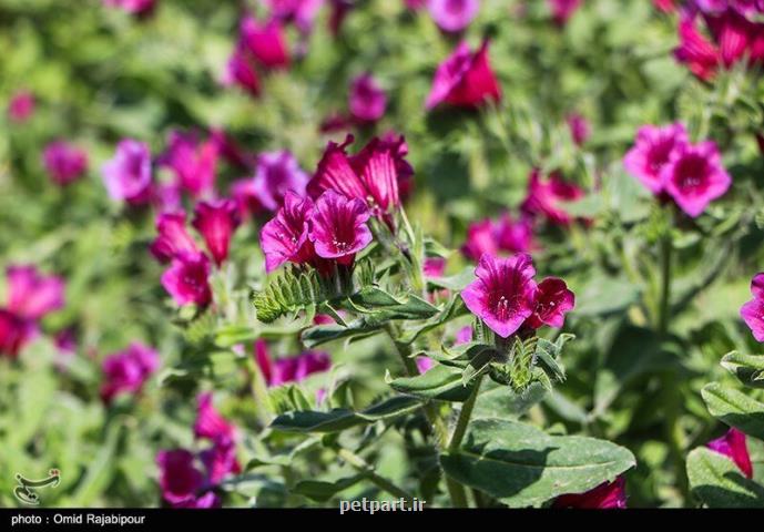 گلی با خواص درمانی بی نظیر