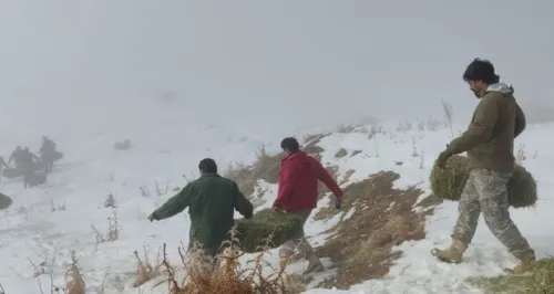 توزیع علوفه در پناهگاه حیات وحش خوش ییلاق برای رویارویی با کمبود غذا