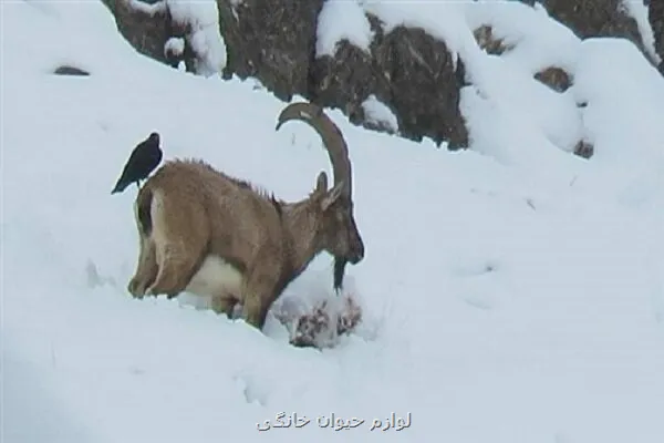 در ایام برفی از غذادهی به حیات وحش خودداری کنید