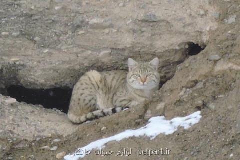 اقدام مسئولانه و زیست محیطی شهروند الیگودرزی