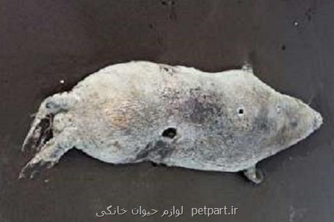 لاشه یك قلاده فك خزری در ساحل رودسر كشف شد